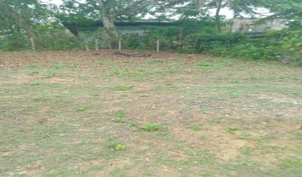 Bare Land