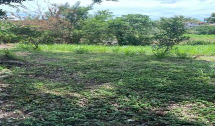 Bare Land