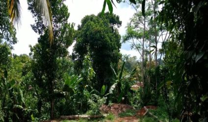 Land with house