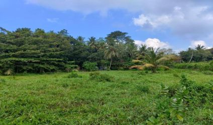 Bare Land