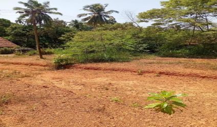 Bare Land