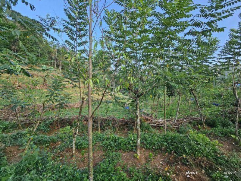 Bare Land for sale in Deraniyagala