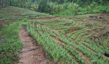 Cultivated Land