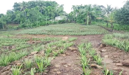 Cultivated Land