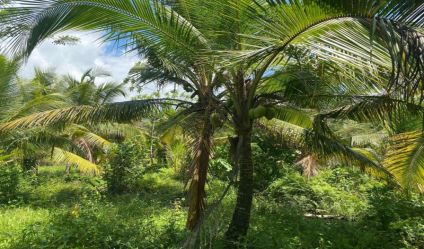 Coconut land