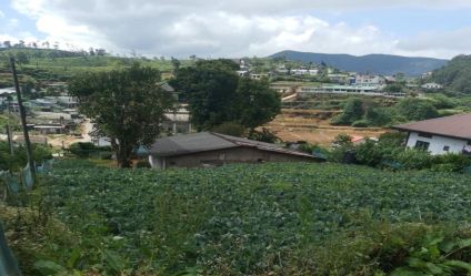 Cultivated Land