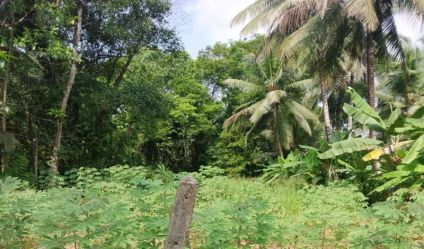 Cultivated Land