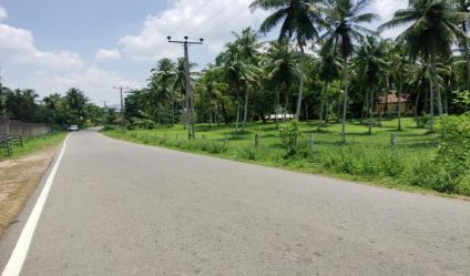 Coconut land