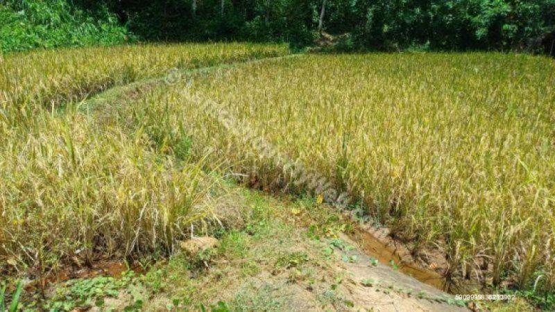 Bare Land for sale in Kandy