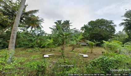 Coconut land