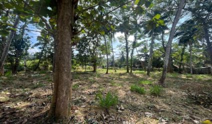 Bare Land