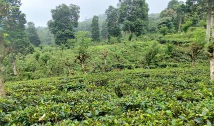 Tea land