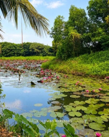 Exterior - 4 Room Waterfront 4,000sqft 22 Perch Modern House for SALE – Nawala 2nd Lane, Rajagiriya  (HS-421)