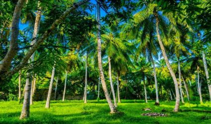 Coconut land