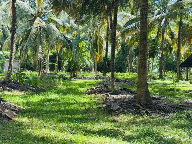 Bare Land for sale in Ibbagamuwa