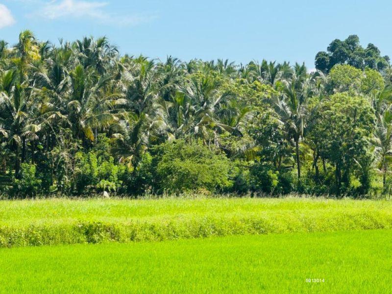 Bare Land for sale in Ibbagamuwa