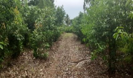 Cultivated Land