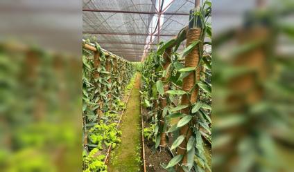 Cultivated Land