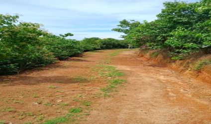 Cinnamon land