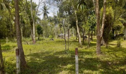 Coconut land