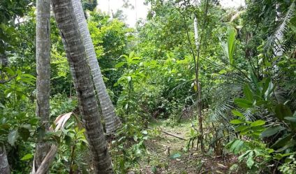 Cultivated Land