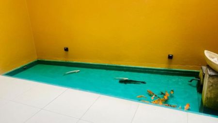 Pool - Spacious 5-Bedroom Three-Story Family Residence in Boralesgamuwa | SH15358