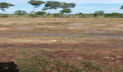 Bare Land