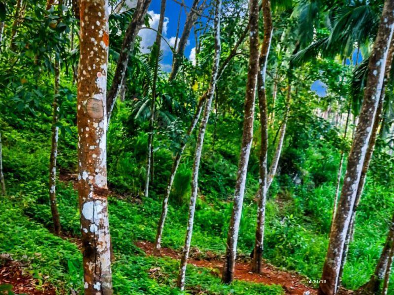 Kegalle Coconut land for sale/rent