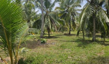 Coconut land