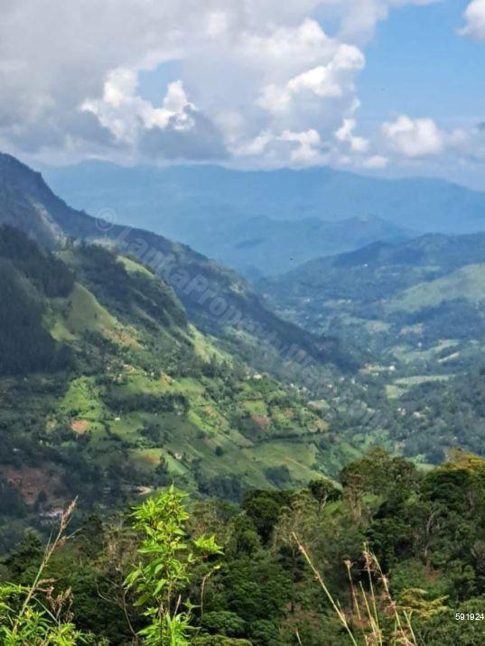 Cultivated Land for sale in Nuwara Eliya