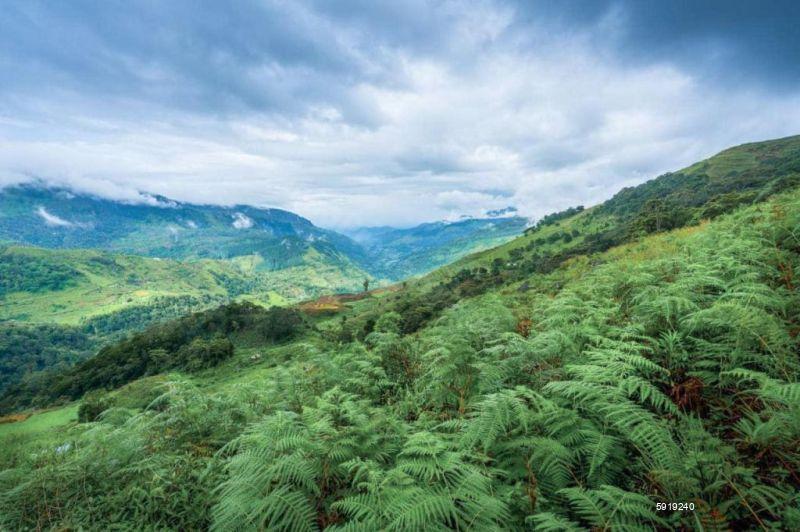 Cultivated Land for sale in Nuwara Eliya