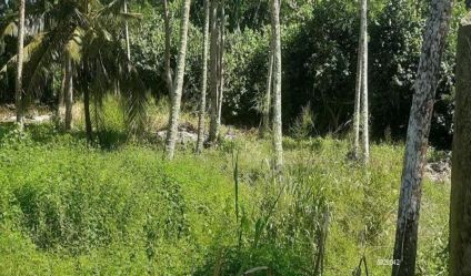 Bare Land