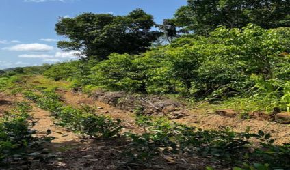 Cinnamon land