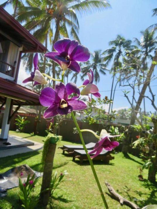 Exterior - Villa for sale in Beruwala