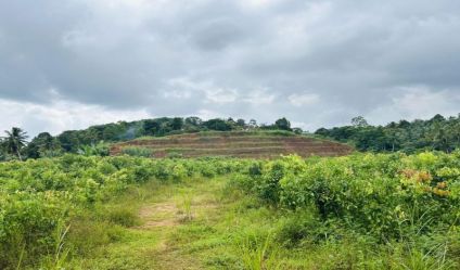 Cultivated Land