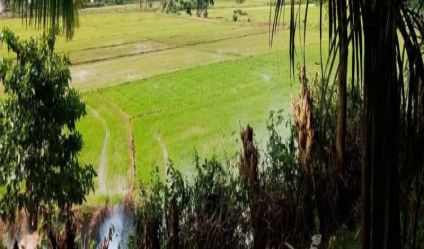 Bare Land