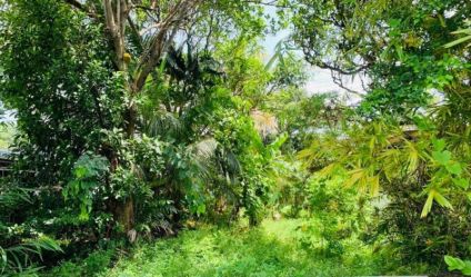 Bare Land