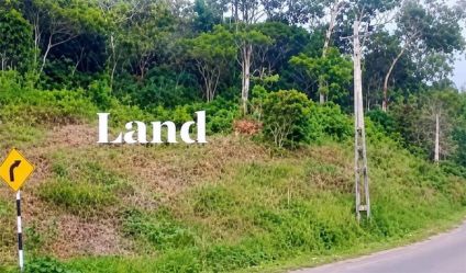 Bare Land