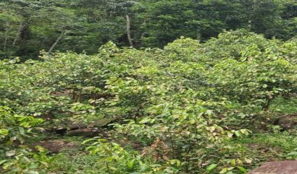 Cinnamon land