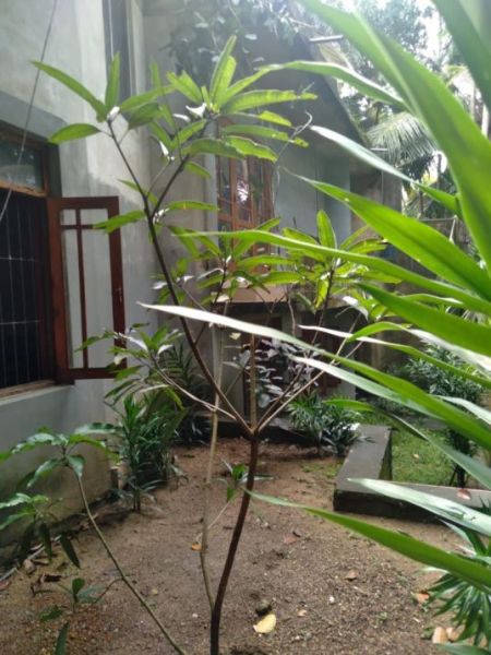 Exterior - (SH777) Spacious Three Storey House for Sale in Polgasowita