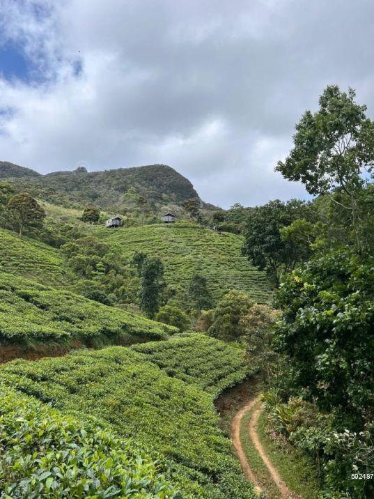 Tea land for sale in Deniyaya