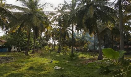 Coconut land