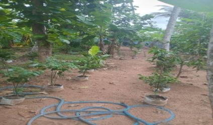 Coconut land