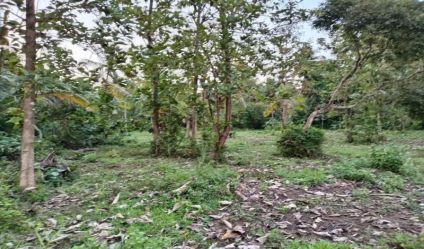 Bare Land