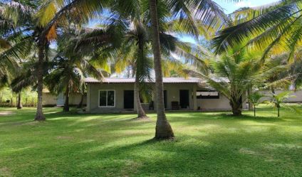 Coconut land