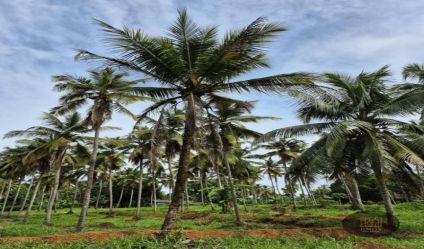 Cultivated Land