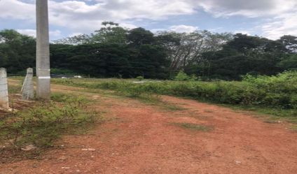 Bare Land