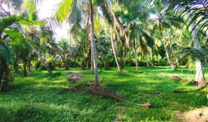 Coconut land