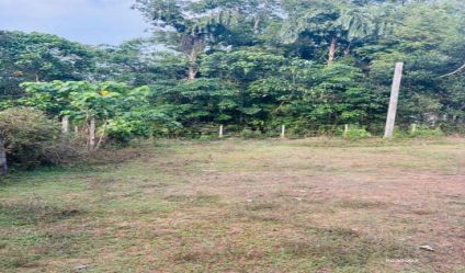 Bare Land