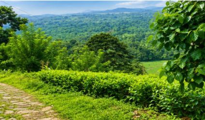 Tea land